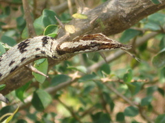 Ahaetulla sahyadrensis