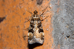 Scoparia ustimacula