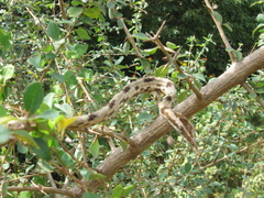 Ahaetulla sahyadrensis