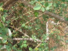 Ahaetulla sahyadrensis