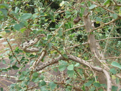 Ahaetulla sahyadrensis