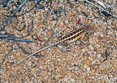 Chalarodon madagascariensis