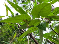Solanum schlechtendalianum