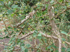 Ahaetulla sahyadrensis