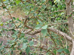 Ahaetulla sahyadrensis