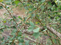 Ahaetulla sahyadrensis