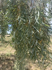 Acacia pendula
