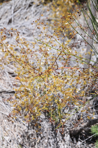 Image of Drosera gigantea by (c) Hugo Innes, some rights reserved (CC BY)