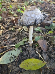 Coprinus comatus