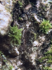 Orthotrichum diaphanum