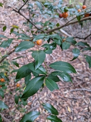 Petalostigma triloculare