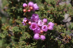 Verticordia pennigera