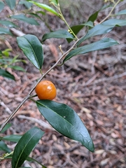 Petalostigma triloculare