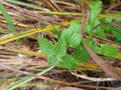 Lamium