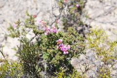 Verticordia pennigera