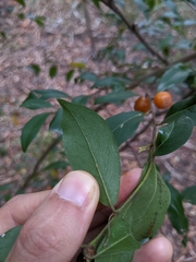 Petalostigma triloculare