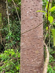 Jacaratia spinosa