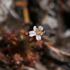 Drosera leucostigma