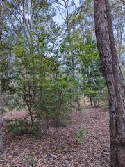 Petalostigma triloculare