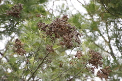 Dasineura rubiformis