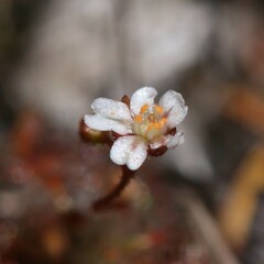 Drosera leucostigma