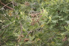 Dasineura rubiformis