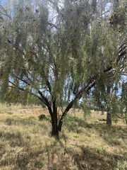 Acacia pendula