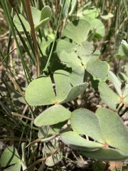 Marsilea hirsuta