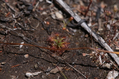 Drosera leucostigma