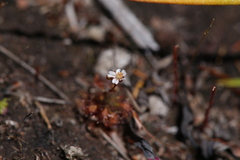 Drosera leucostigma