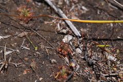 Drosera leucostigma