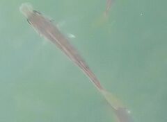 Trachurus