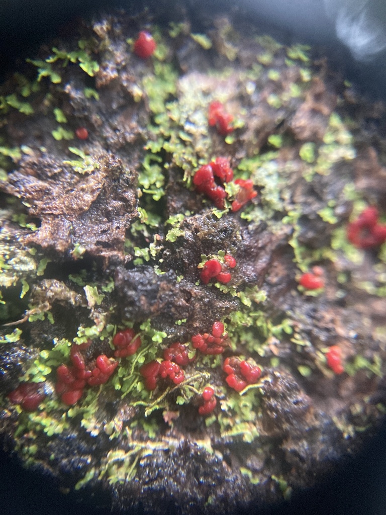Krogia