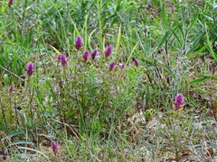 Melampyrum arvense