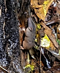 Antechinus flavipes rubeculus