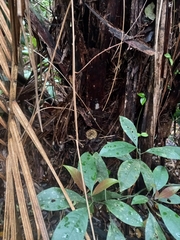 Bothrops jararaca