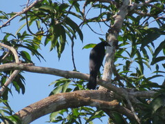 Molothrus oryzivorus