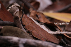 Goniaea australasiae