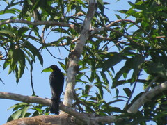 Molothrus oryzivorus