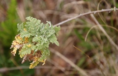 Artemisia afra