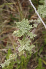 Artemisia afra