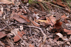 Goniaea australasiae