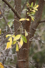 Heteromorpha arborescens