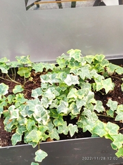 Hedera algeriensis
