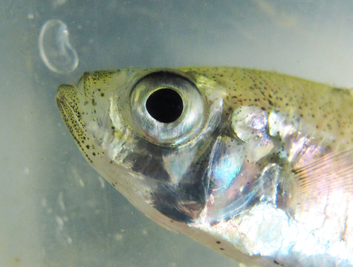 Buru glass perchlet (Ambassis buruensis) — Ambassidae — 4