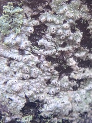 Lecanora hybocarpa