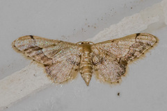 Idaea violacea