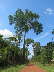 Bertholletia excelsa