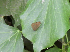 Calycopis caulonia