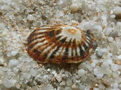 Scutellastra peronii